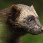 Michail Petrovsky Profile Picture