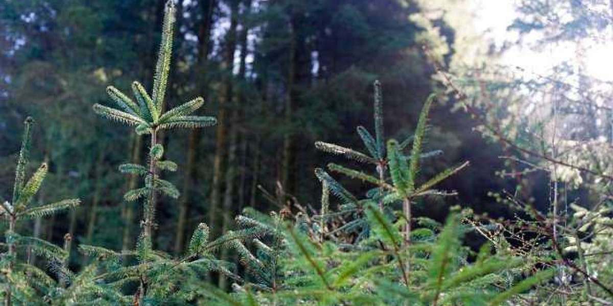 Finest 30 Online Casinos With Paypal 2025